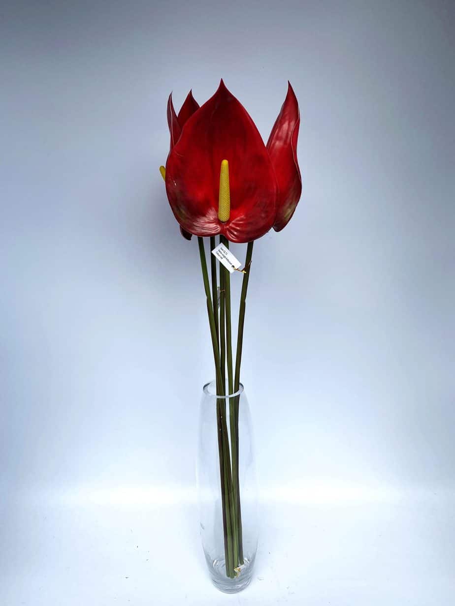 GL73: Single Anthurium | X&L Flower House