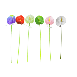 LS62 3D single anthurium