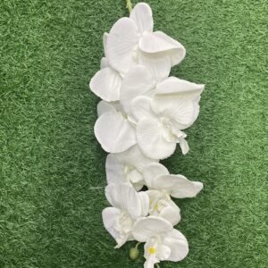 Ls53  Creamy white orchid in long stem