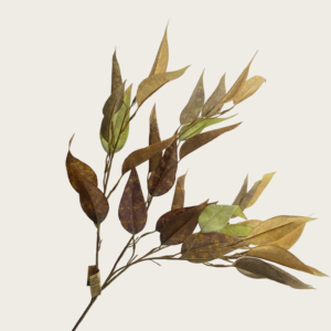 7060 Eucalyptus leaves
