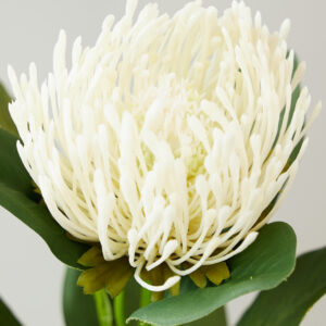 7081 Protea in cream