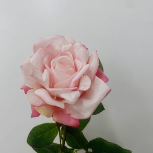 6970 real touch single rose