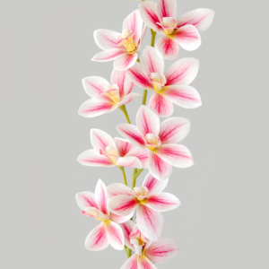 7170 Dendrobium Orchid