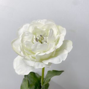 7246 Double Tulip