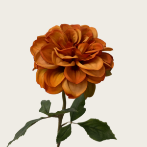 7180 Meadow Dahlia