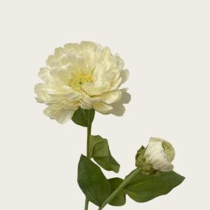 7239 Peony in cream