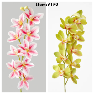 7170 Dendrobium Orchid