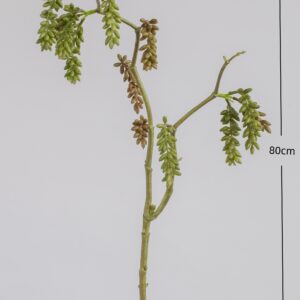 6204 Succulent