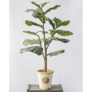 6760 Fiddle tree pot